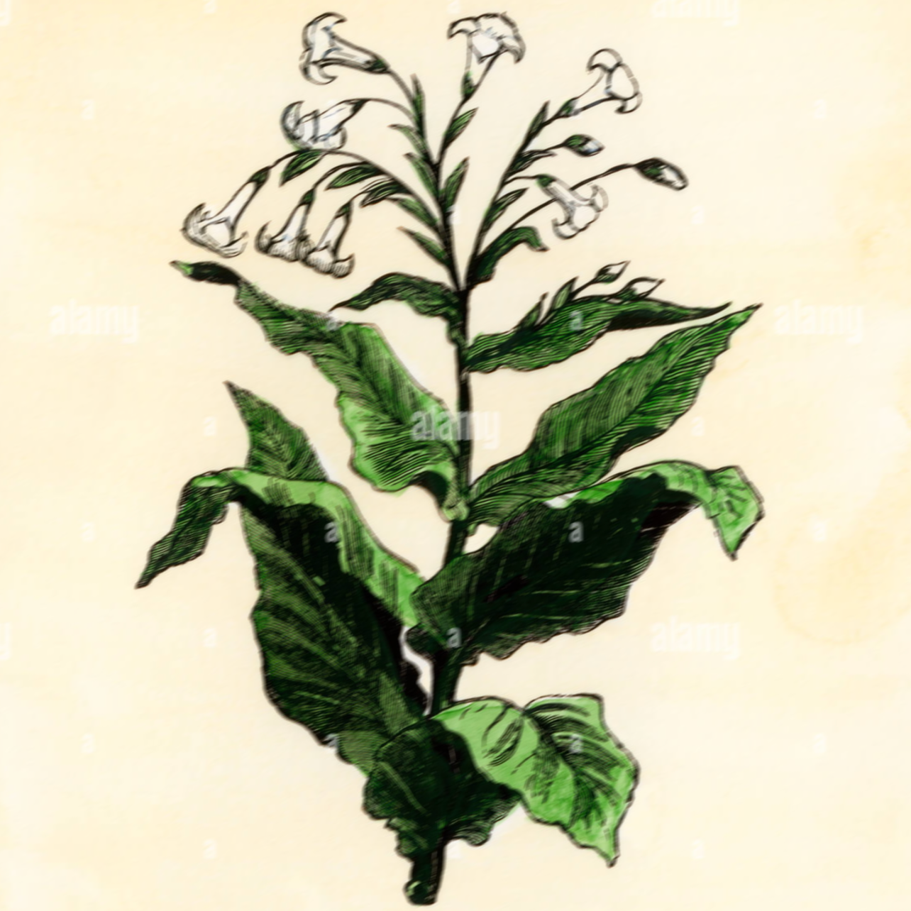 intro-image